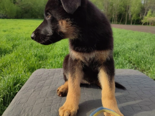 Deutscher Schäferhund Welpe kaufen