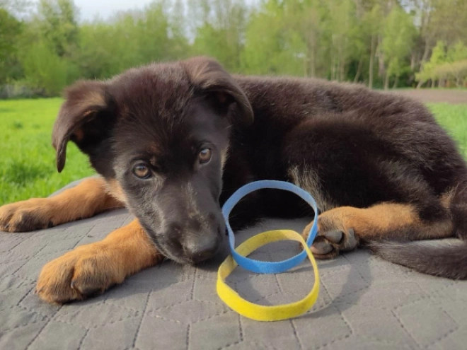 Deutscher Schäferhund Welpe kaufen