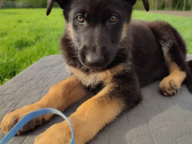 Deutscher Schäferhund Welpe kaufen