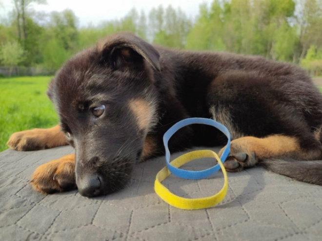 Deutscher Schäferhund Welpe kaufen