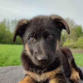 Deutscher Schäferhund Welpe kaufen