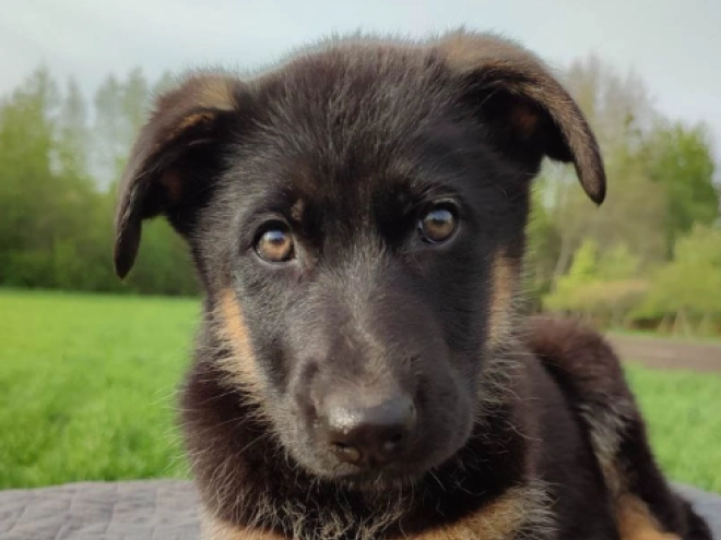 Deutscher Schäferhund Welpe kaufen