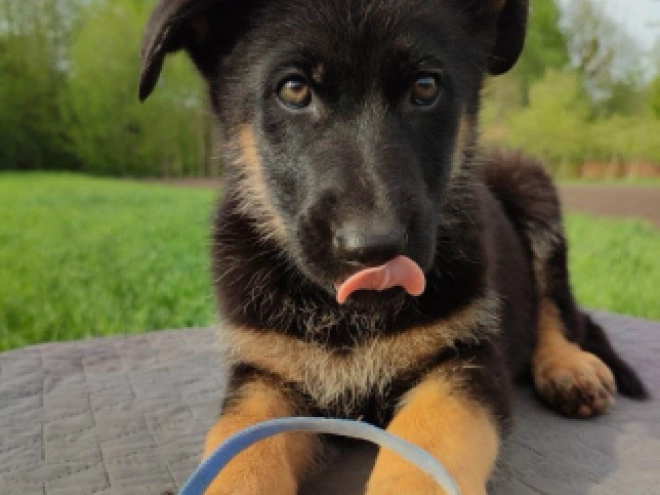 Deutscher Schäferhund Welpe kaufen