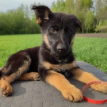 Helga, black and tan Pastor Alemán en venta