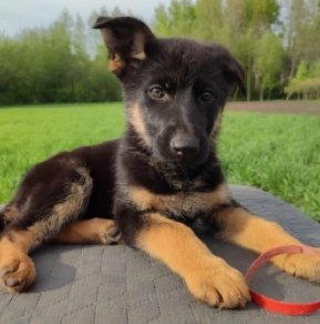 Deutscher Schäferhund Welpe kaufen