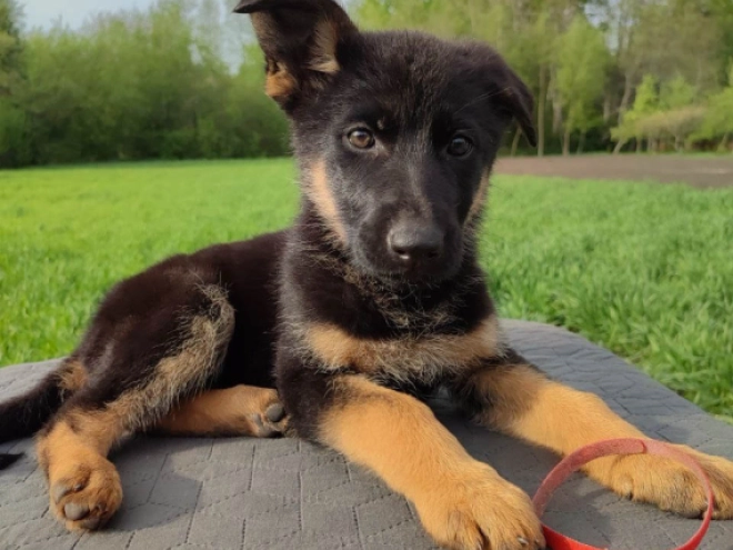 Perros Pastor Alemán en venta