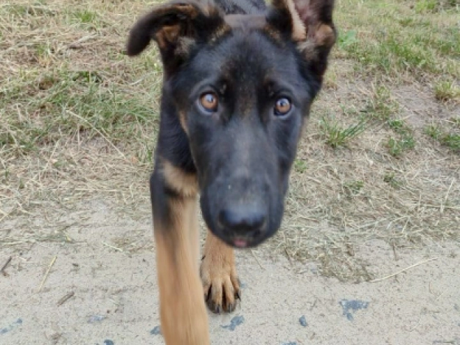 German Shepherd Dog puppy for sale