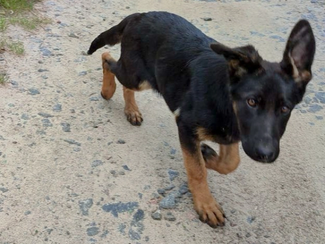 German Shepherd Dog puppy for sale