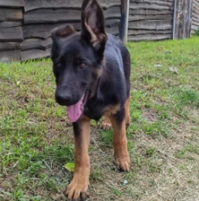 Perros Pastor Alemán en venta
