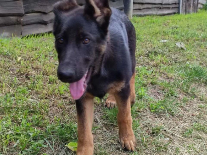 German Shepherd Dog puppy for sale