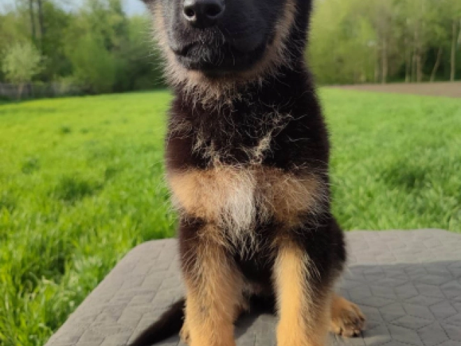 Deutscher Schäferhund Welpe kaufen