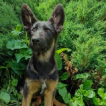 Virginia, black and tan German Shepherd Dog for sale