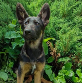 Perros Pastor Alemán en venta