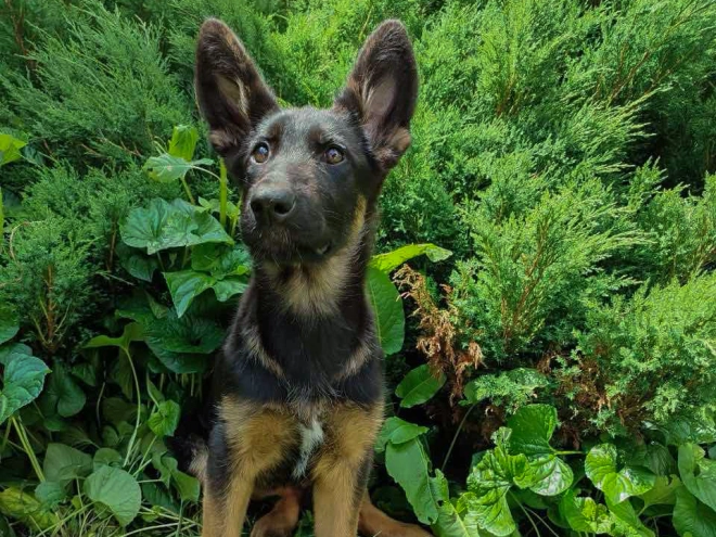German Shepherd Dog puppy for sale