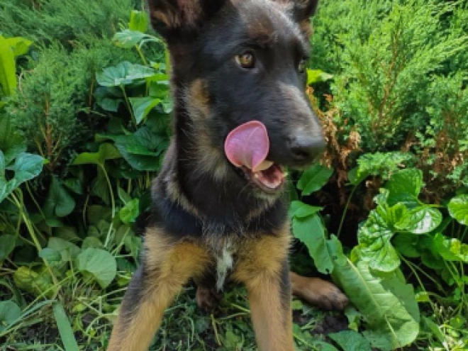 German Shepherd Dog puppy for sale