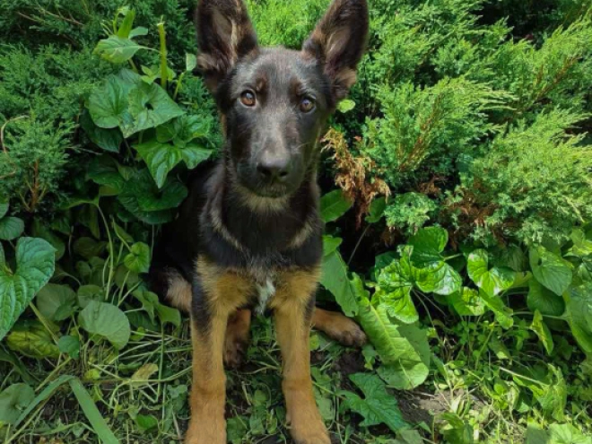 German Shepherd Dog puppy for sale