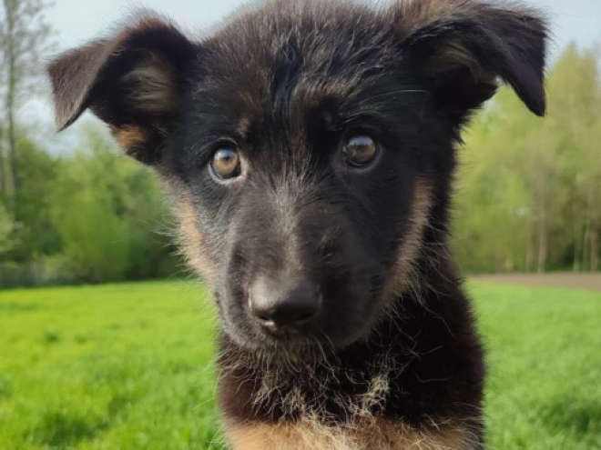 Deutscher Schäferhund Welpe kaufen