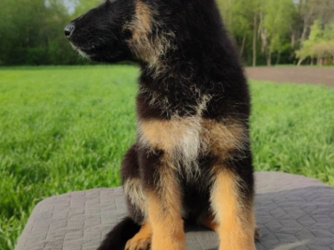 Deutscher Schäferhund Welpe kaufen
