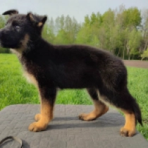 Virginia, black and tan Pastor Alemán en venta