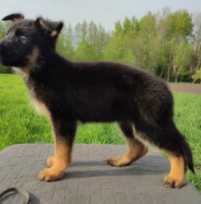 Deutscher Schäferhund Welpe kaufen