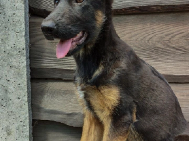 German Shepherd Dog puppy for sale