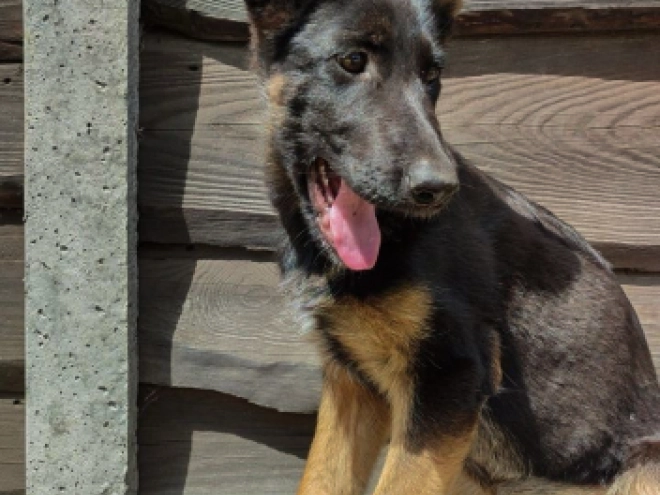 German Shepherd Dog puppy for sale