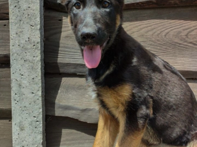 German Shepherd Dog puppy for sale