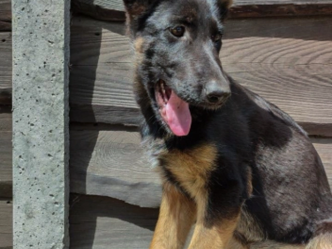 German Shepherd Dog puppy for sale