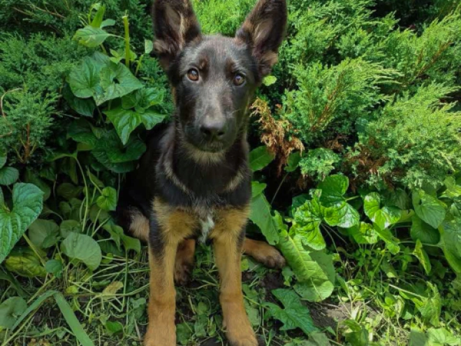 German Shepherd Dog puppy for sale