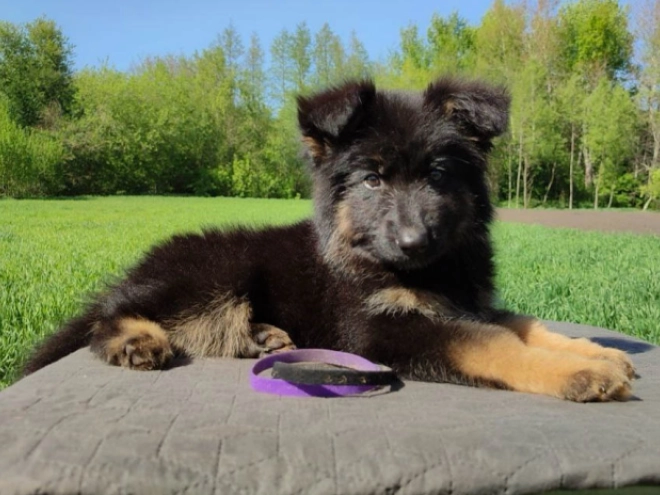 Deutscher Schäferhund Welpe kaufen