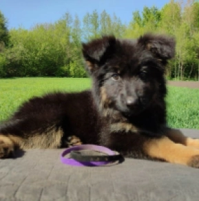 Deutscher Schäferhund Welpe kaufen