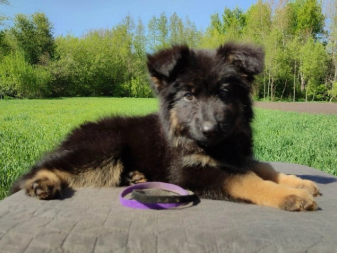 Deutscher Schäferhund Welpe kaufen