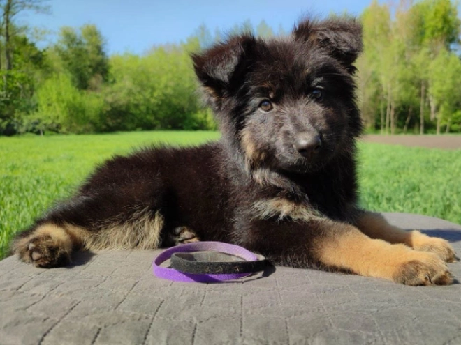 Deutscher Schäferhund Welpe kaufen