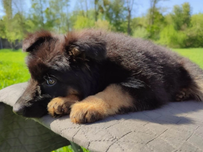 Deutscher Schäferhund Welpe kaufen