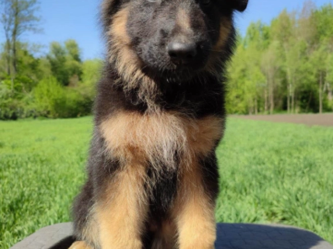 Deutscher Schäferhund Welpe kaufen