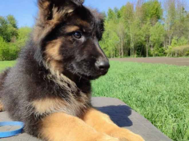 Deutscher Schäferhund Welpe kaufen