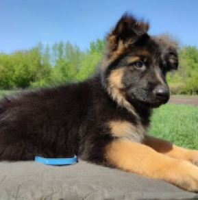Deutscher Schäferhund Welpe kaufen