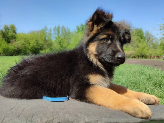 Deutscher Schäferhund Welpe kaufen