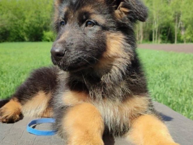 Deutscher Schäferhund Welpe kaufen