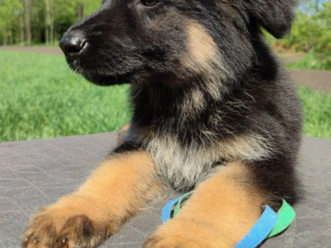 Deutscher Schäferhund Welpe kaufen