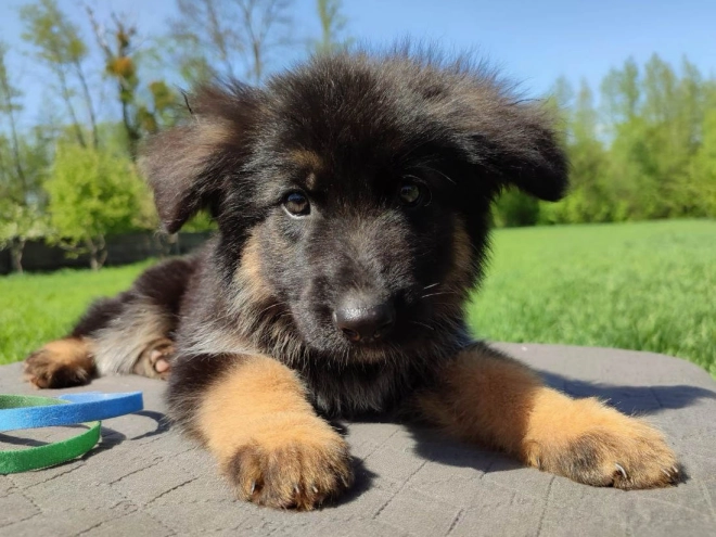 Deutscher Schäferhund Welpe kaufen