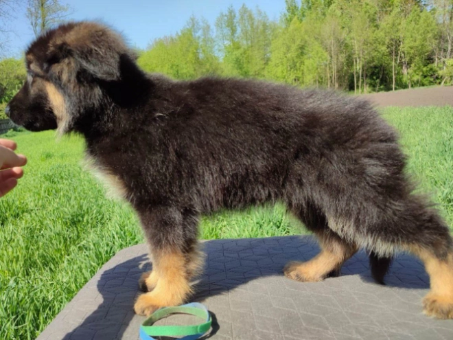 Deutscher Schäferhund Welpe kaufen