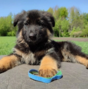 Deutscher Schäferhund Welpe kaufen