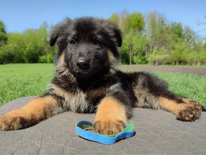 Deutscher Schäferhund Welpe kaufen