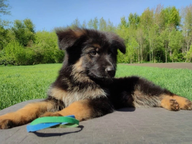 Deutscher Schäferhund Welpe kaufen