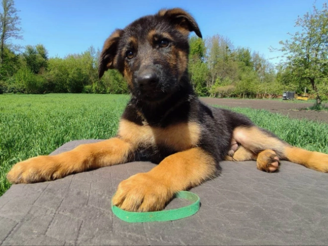 Deutscher Schäferhund Welpe kaufen