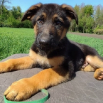 Bullet, black and tan Pastor Alemán en venta