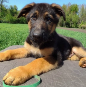 Deutscher Schäferhund Welpe kaufen