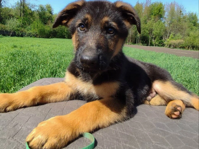 Deutscher Schäferhund Welpe kaufen