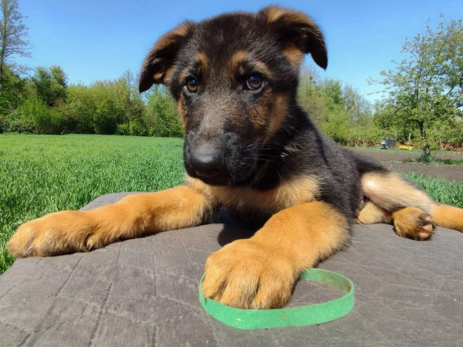 Deutscher Schäferhund Welpe kaufen